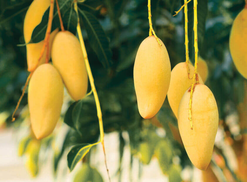 mango-prospectus_fr_BD_for_website-2